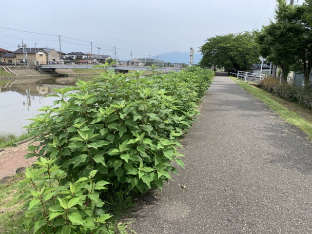 酒田市 賃貸物件 お部屋探し 今ならお得！必見！リバーサイド斎 【公式】