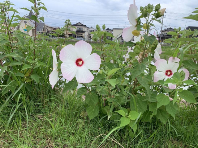 酒田市 賃貸マンション 仲介手数料なし 期間限定 テレワークに最適環境 お部屋広々 リフォーム済み リバーサイド斎【公式】