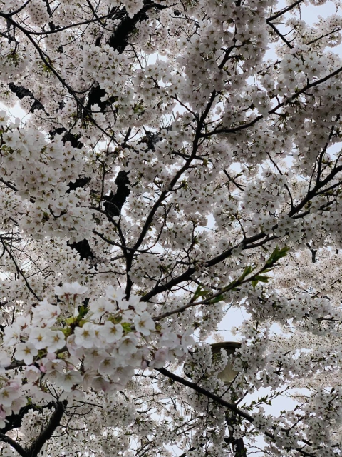 リバーサイド斎【公式】酒田市 賃貸マンション 仲介手数料なし 桜満開 4月